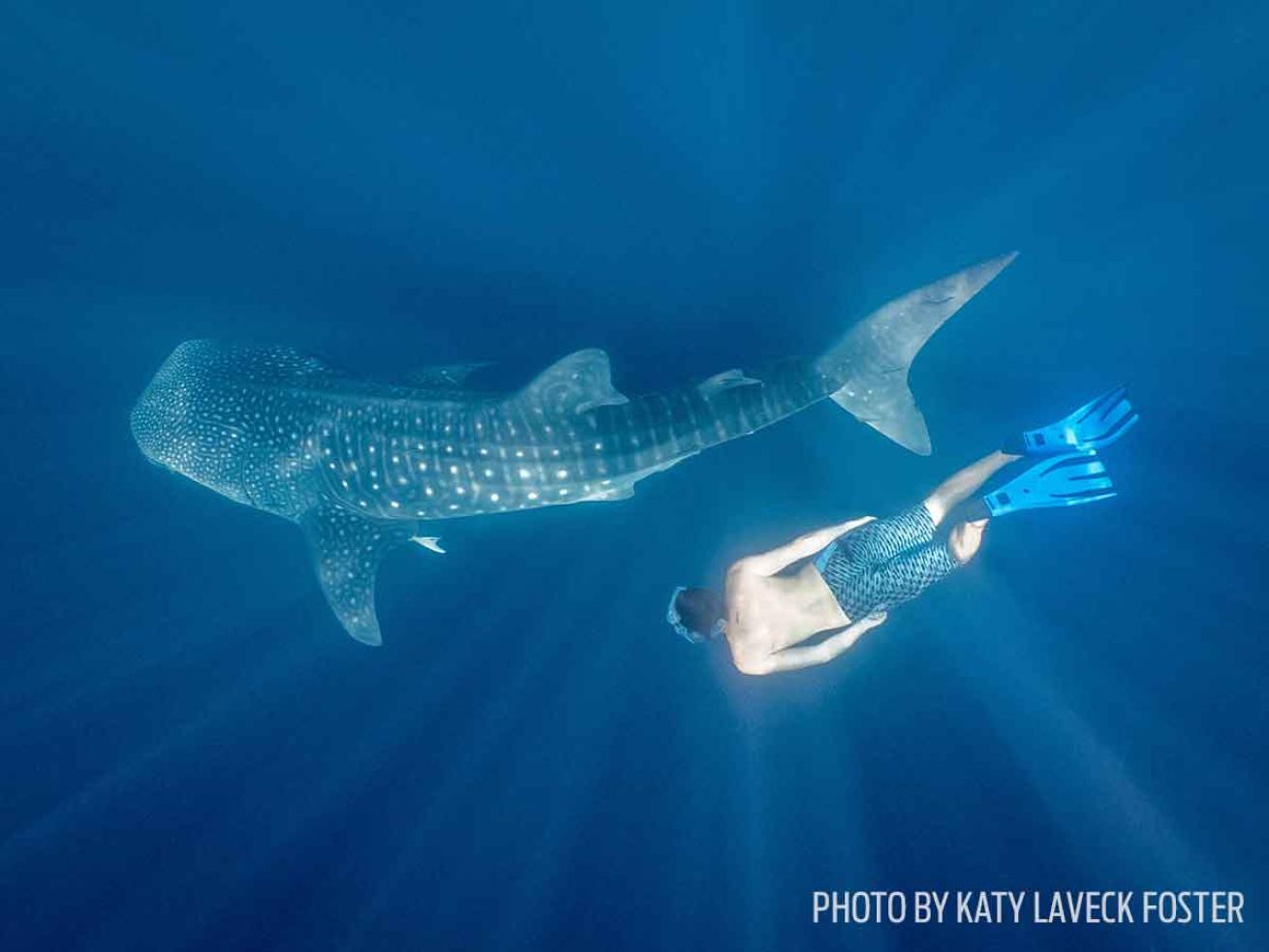 whale sharks cenderawasih bay