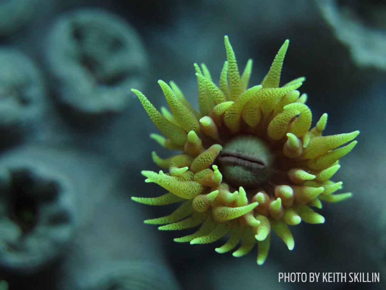 orange cup coral hawaii