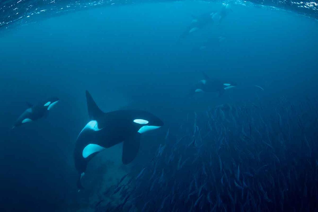 killer whale swimming speed