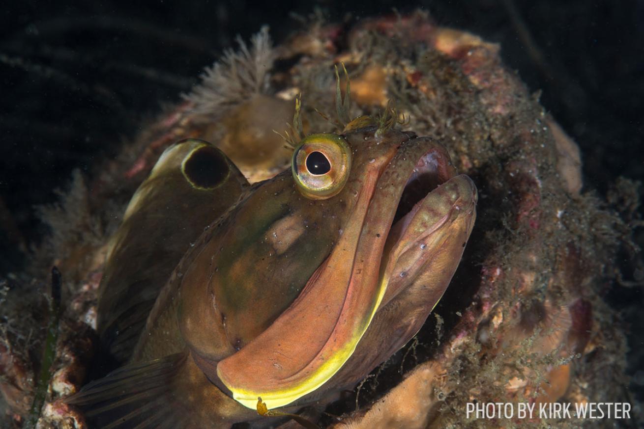 Sarcastic Fringehead