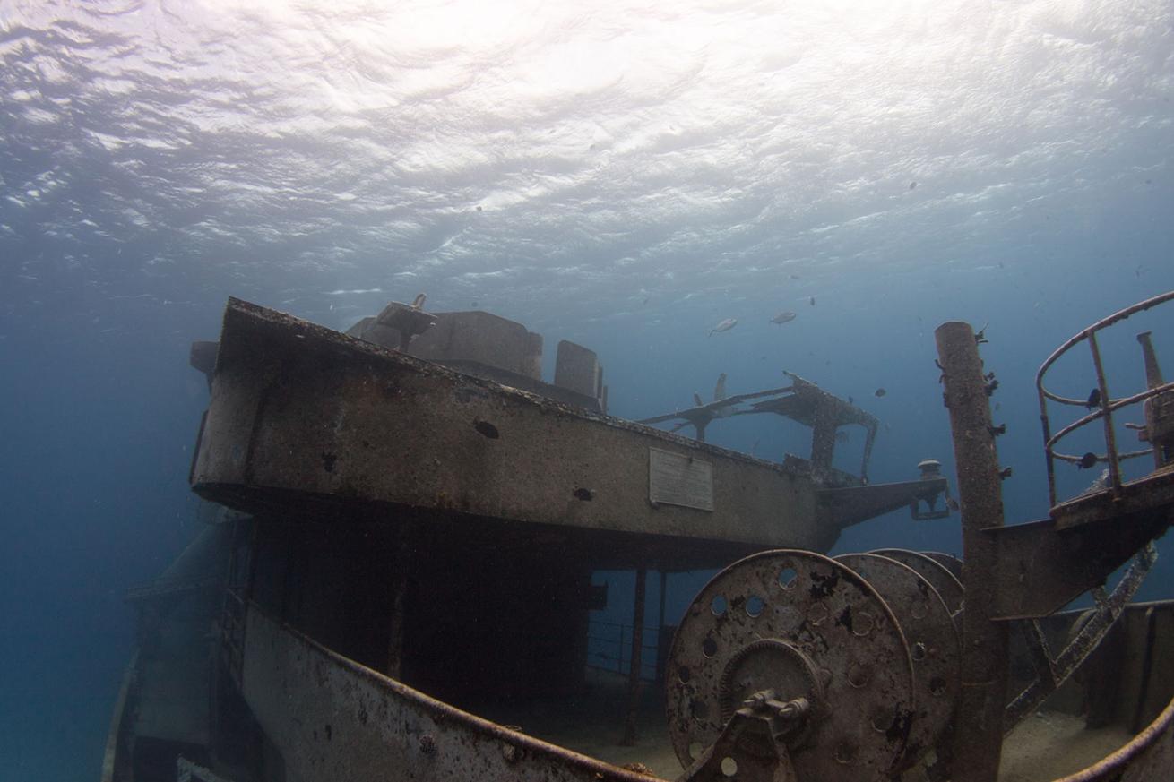 a view of the Kittiwake