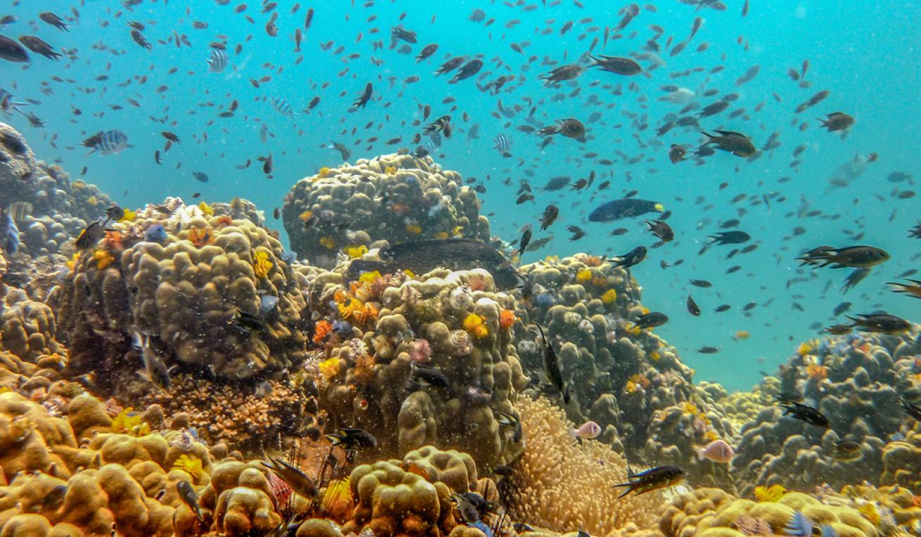 Koh Tao diving