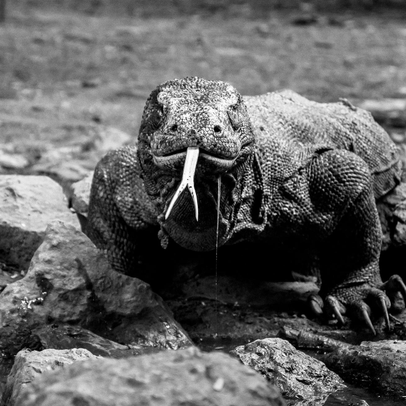 komodo national park