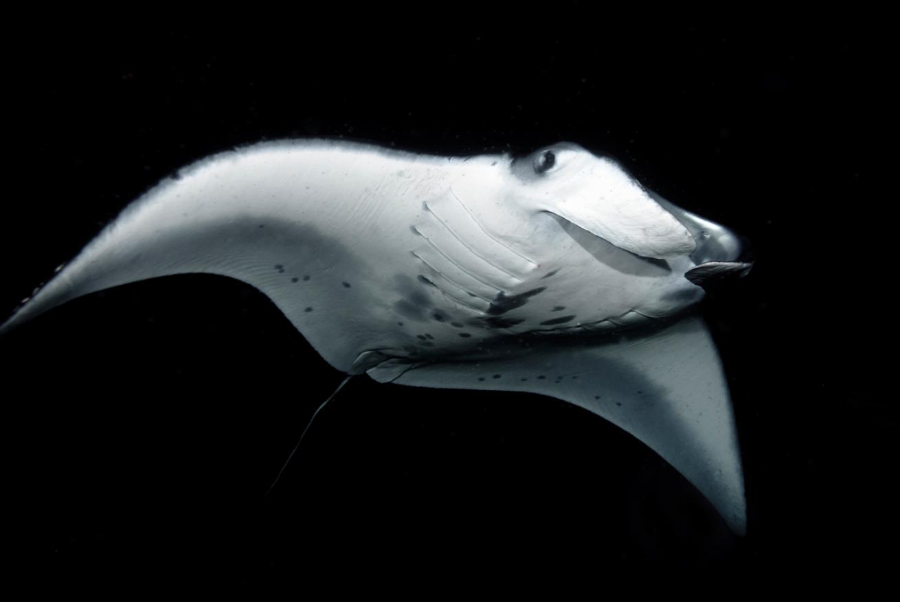 reef manta ray kona hawaii