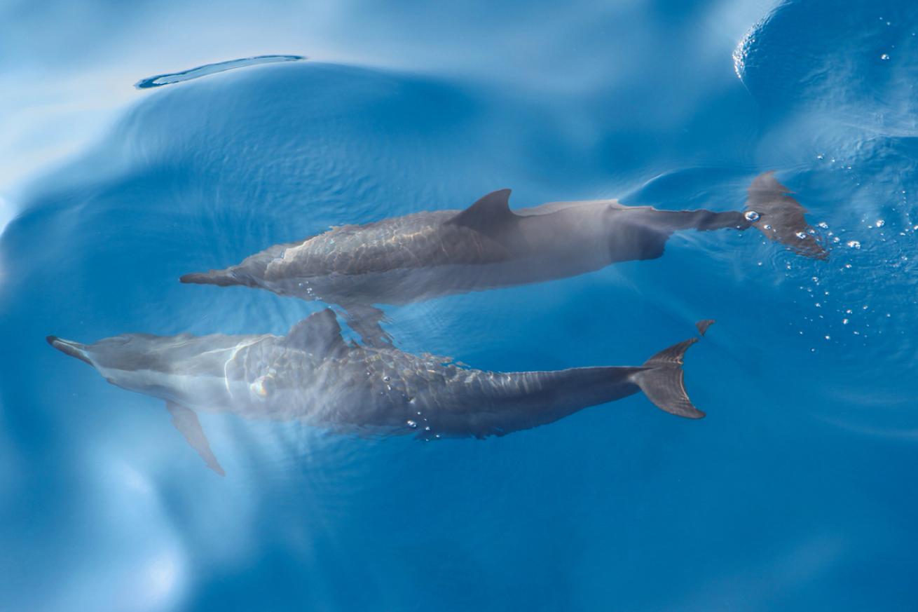 spinner dolphin kona hawaii