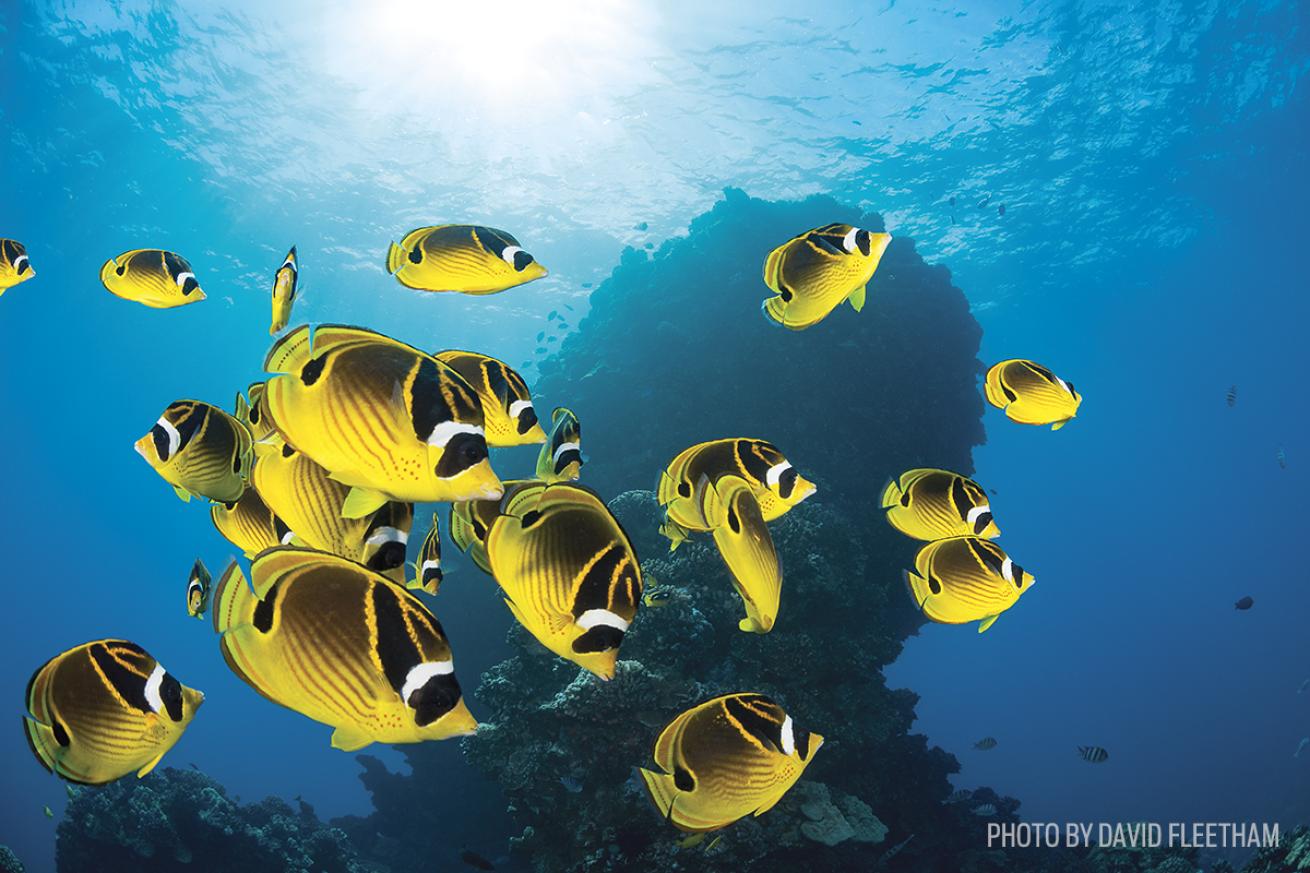 raccoon butterflyfish