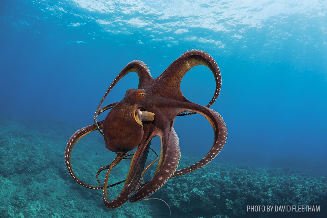 day octopus hawaii