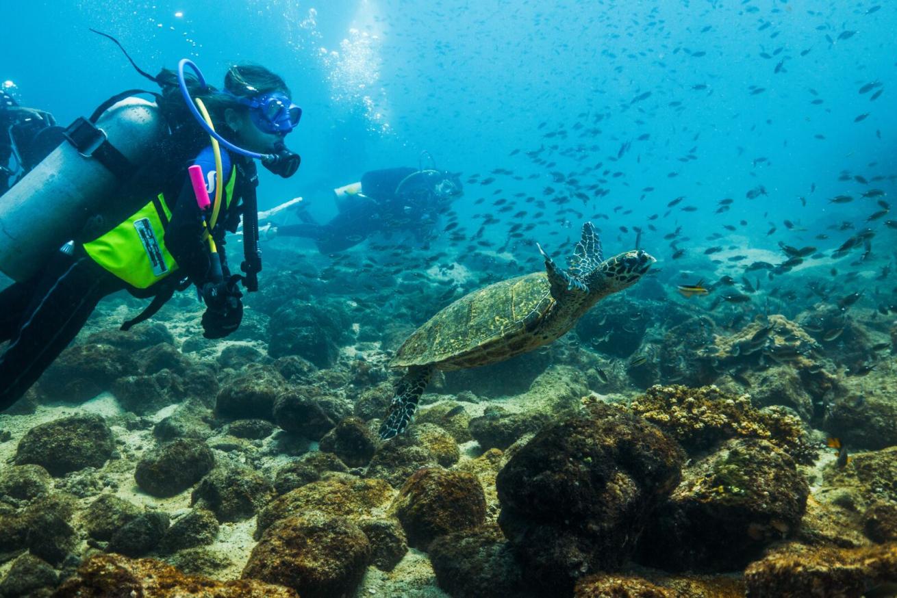 a diver swims next to a sea turtle