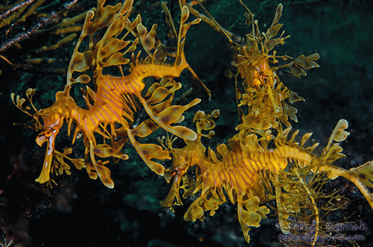 three leafy sea dragons