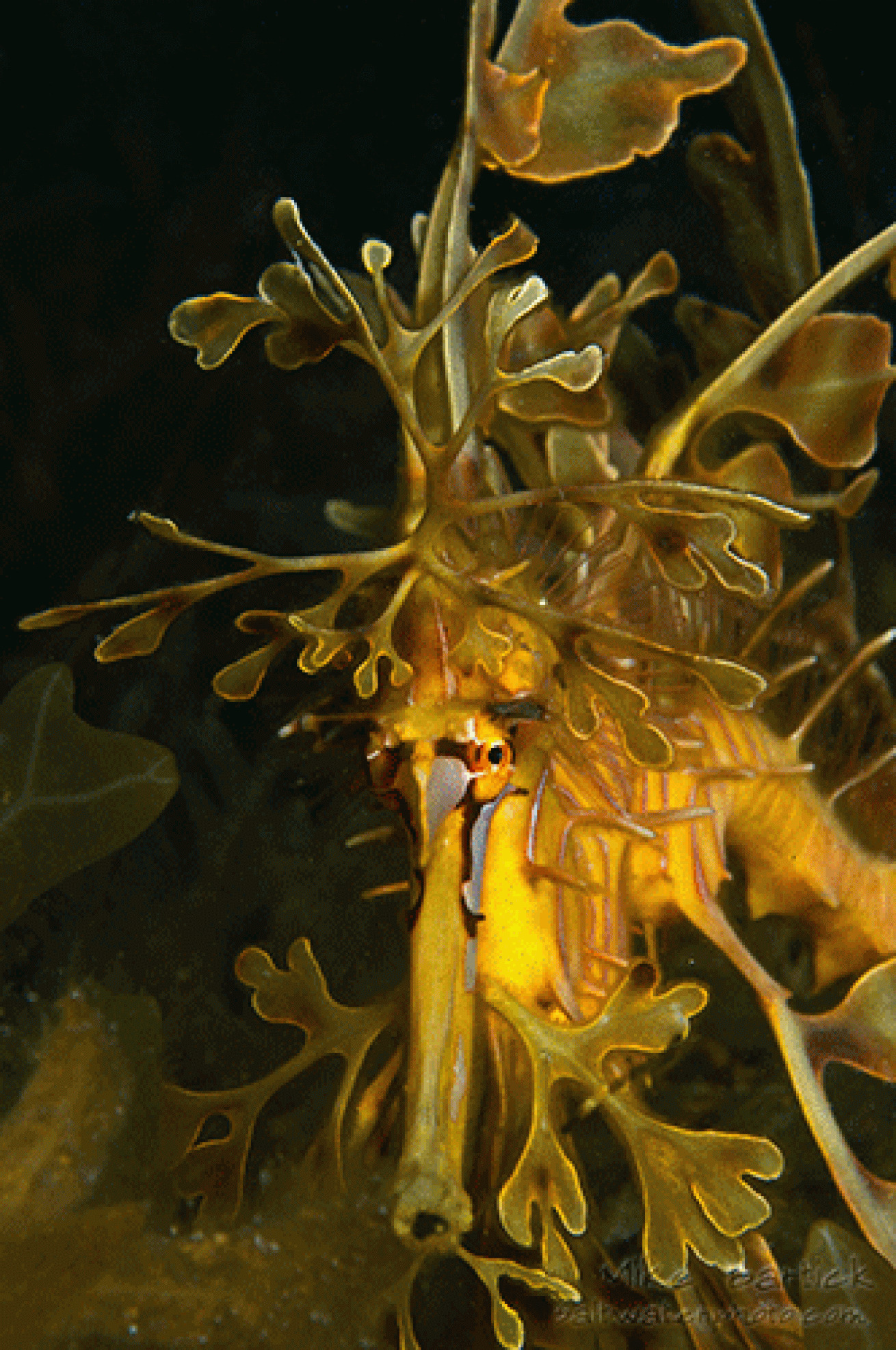 leafy sea dragon