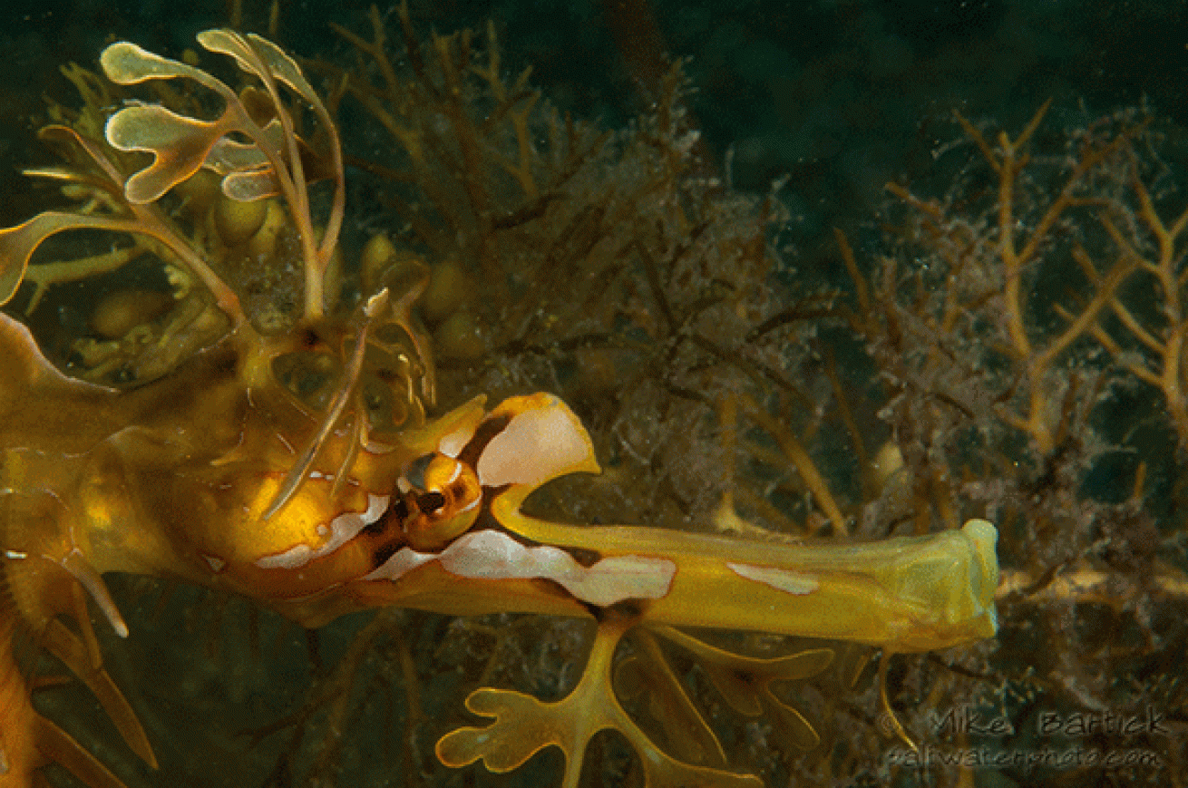feeding leafy sea dragon