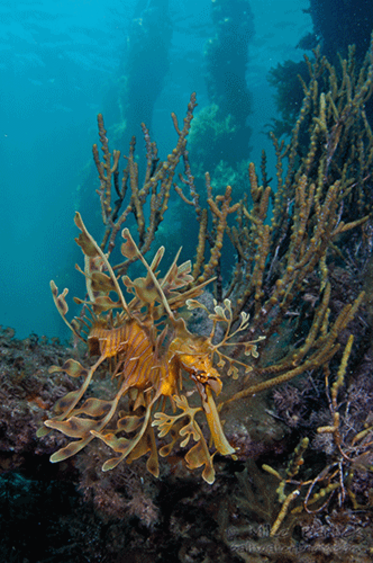 leafy sea dragon under Australia's Rapid Bay Jetty