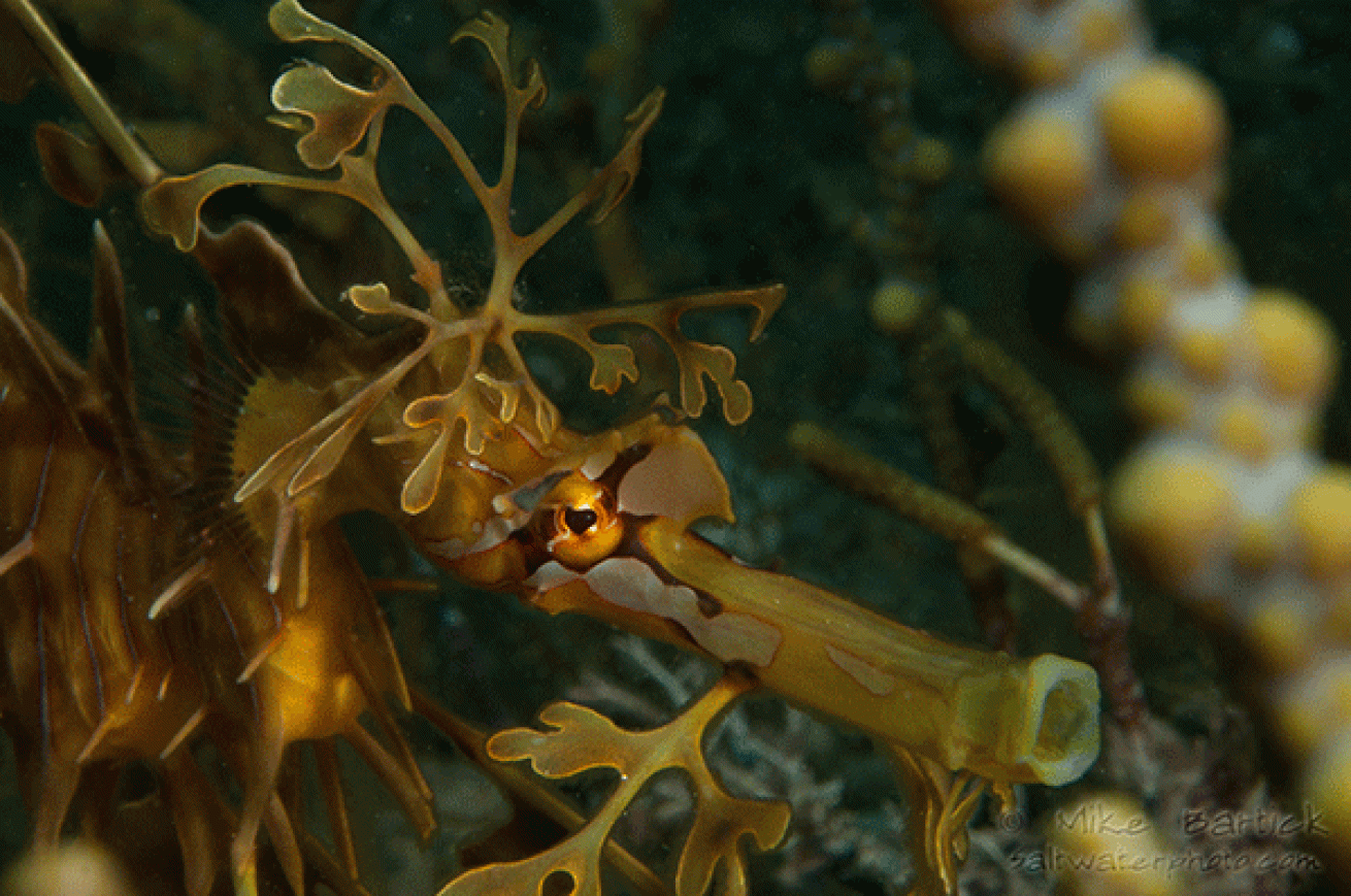 leafy sea dragon yawning
