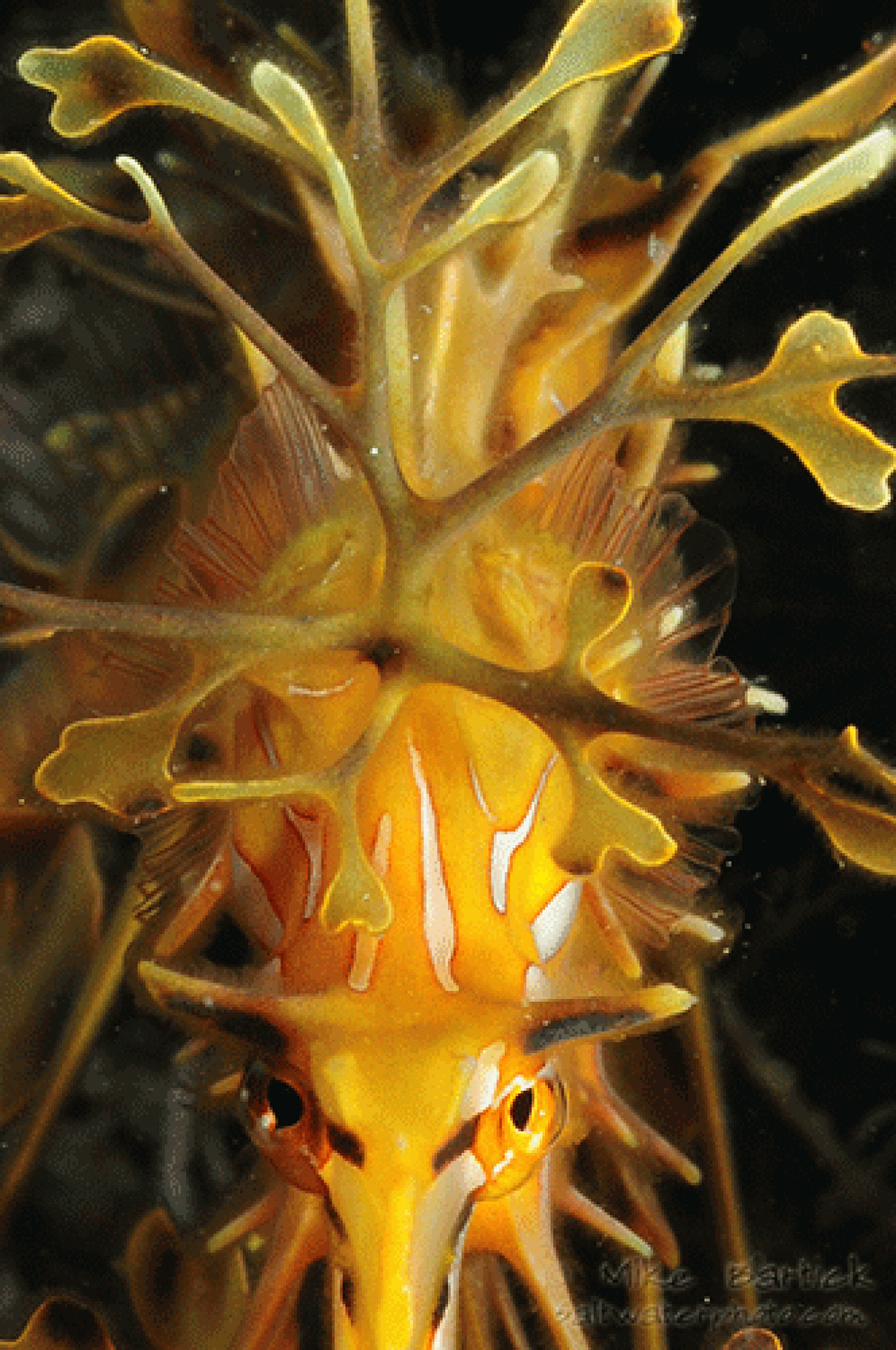 leafy sea dragon rakers
