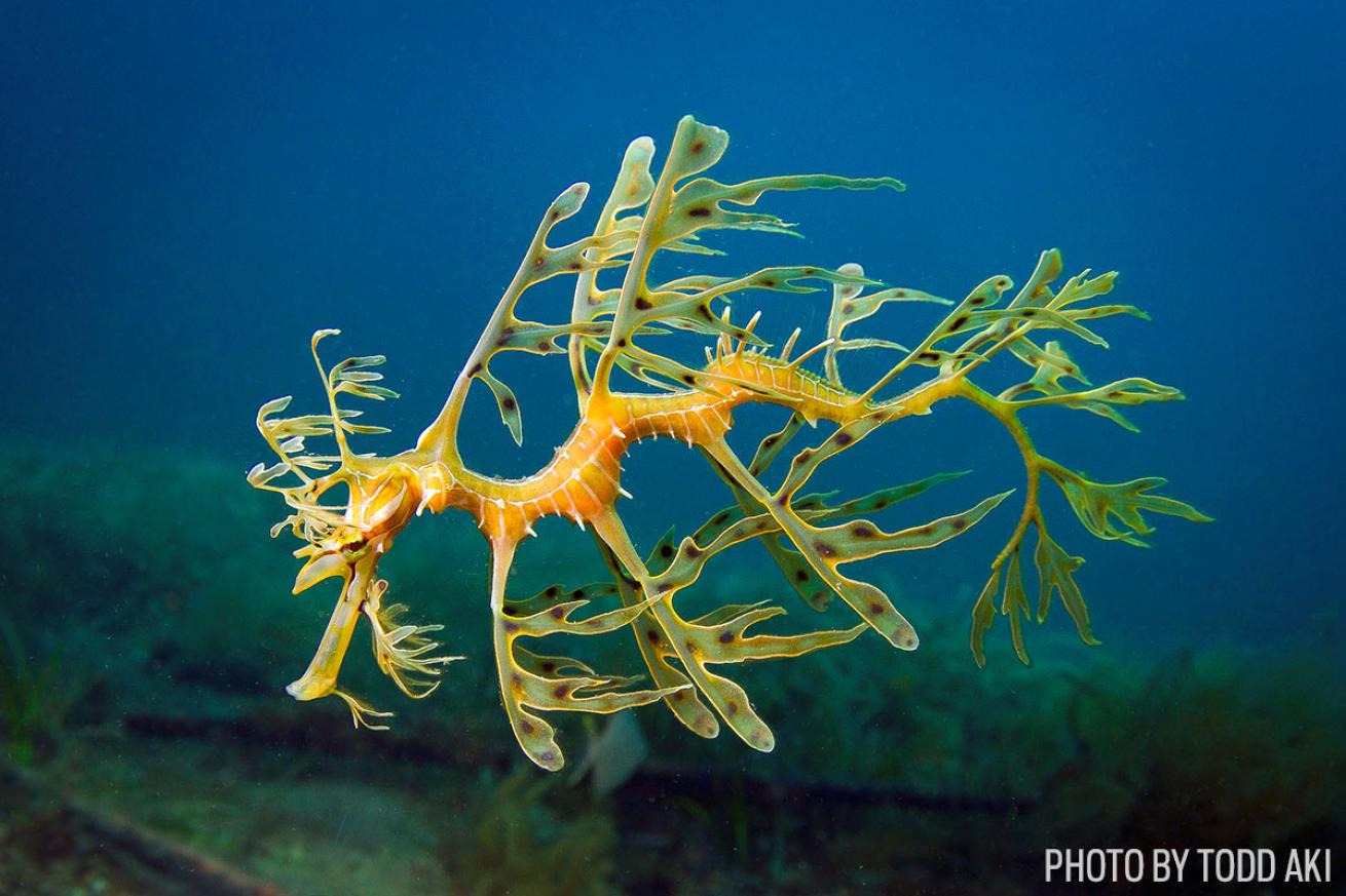 leafy sea dragon