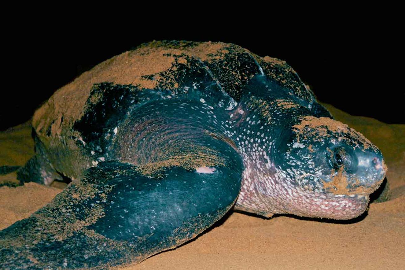 sea turtle swimming speed