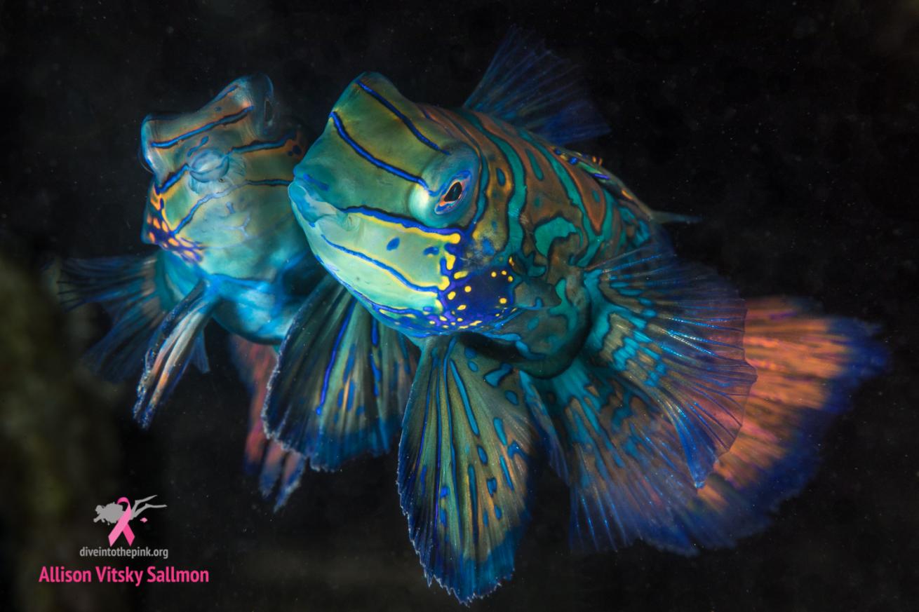 mandarinfish
