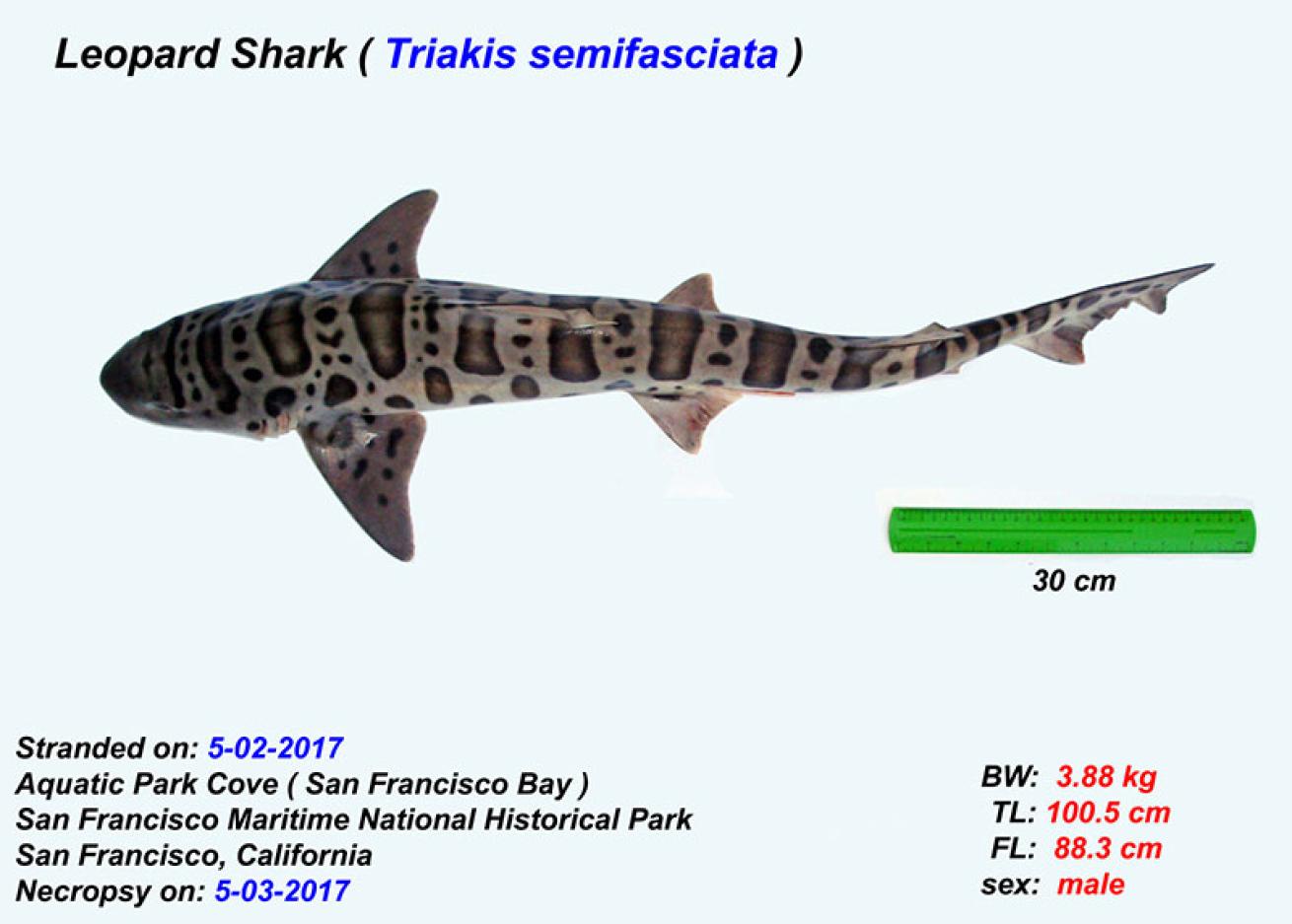 dead leopard shark