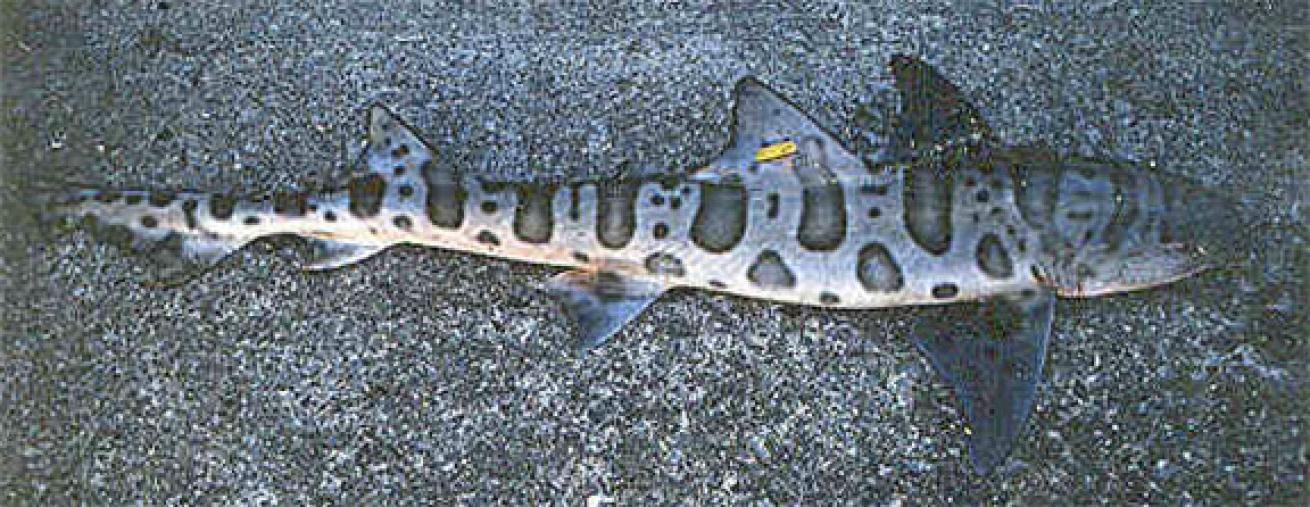 leopard shark