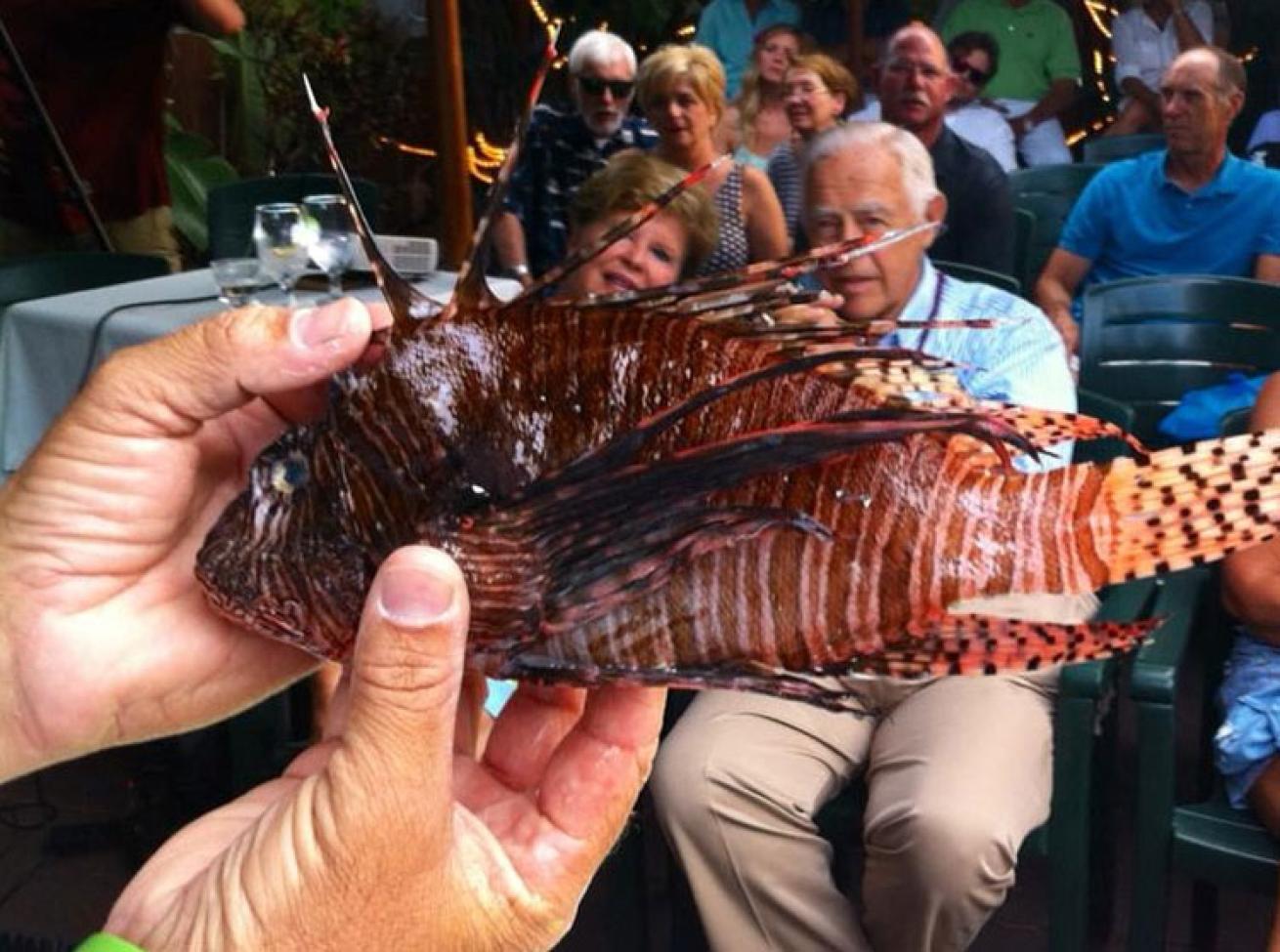 lionfish food