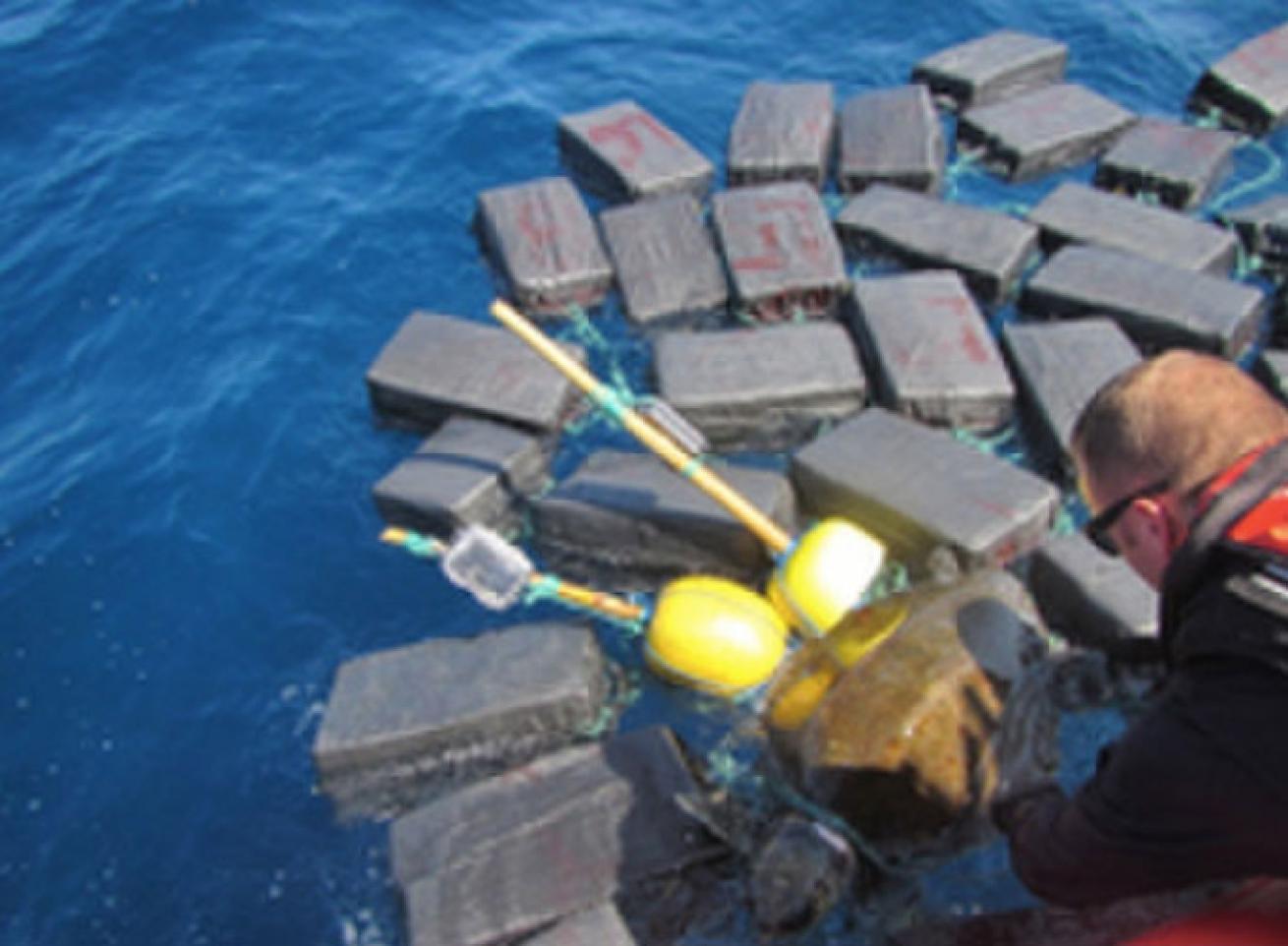 loggerhead sea turtle entangled by cocaine bales