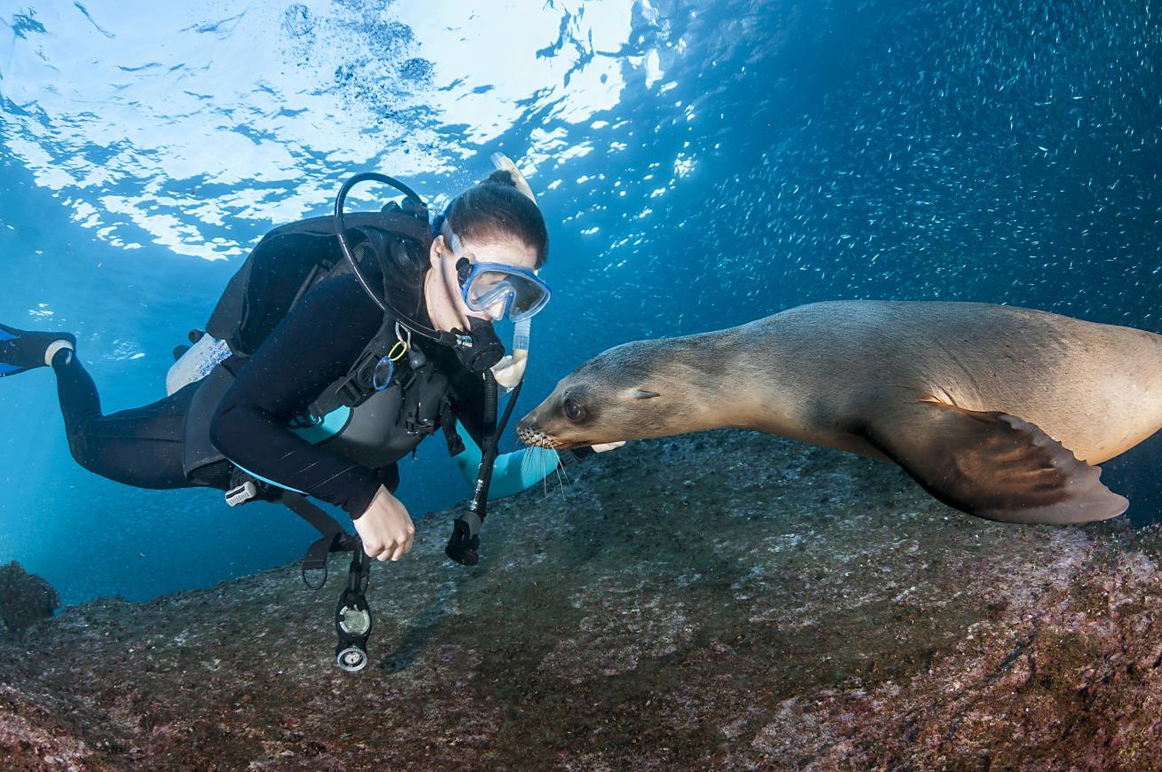 Los Islotes is one of the top destinations to dive with sea lions in the world. 