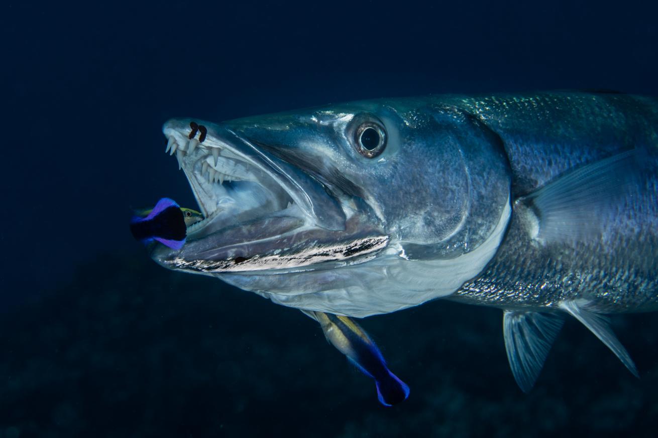 underwater fish
