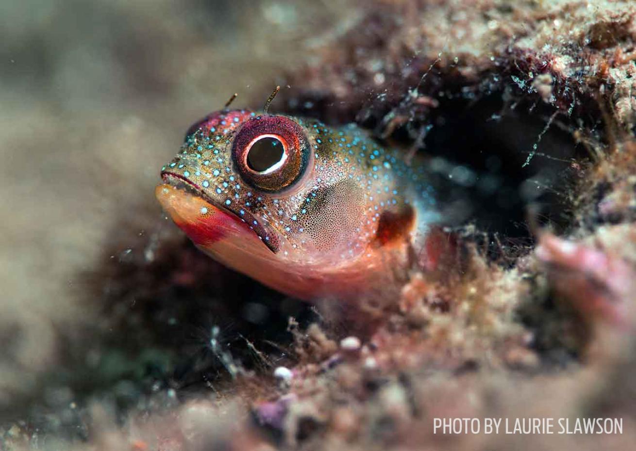 signal blenny mexico