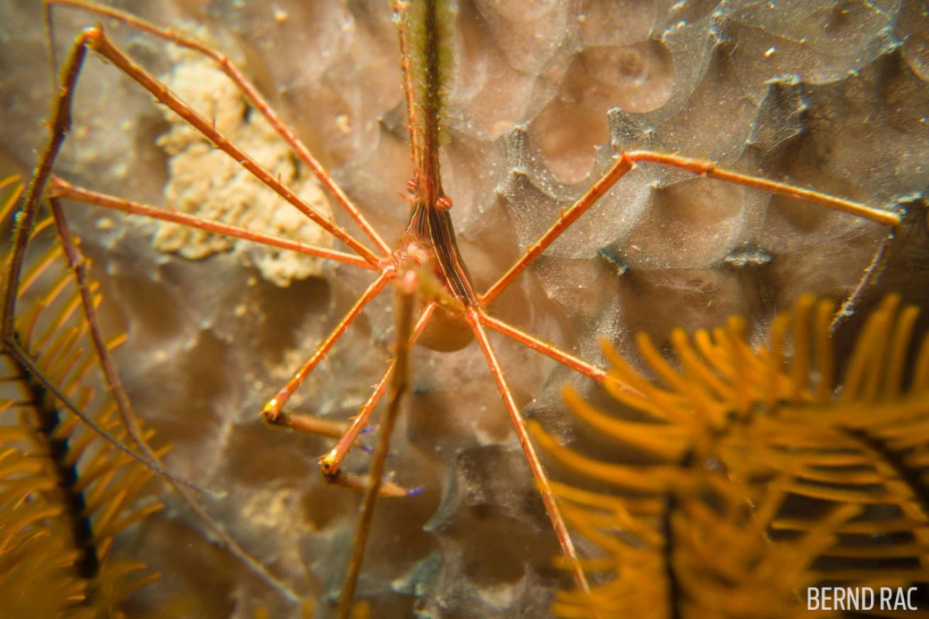 arrow crab underwater photo