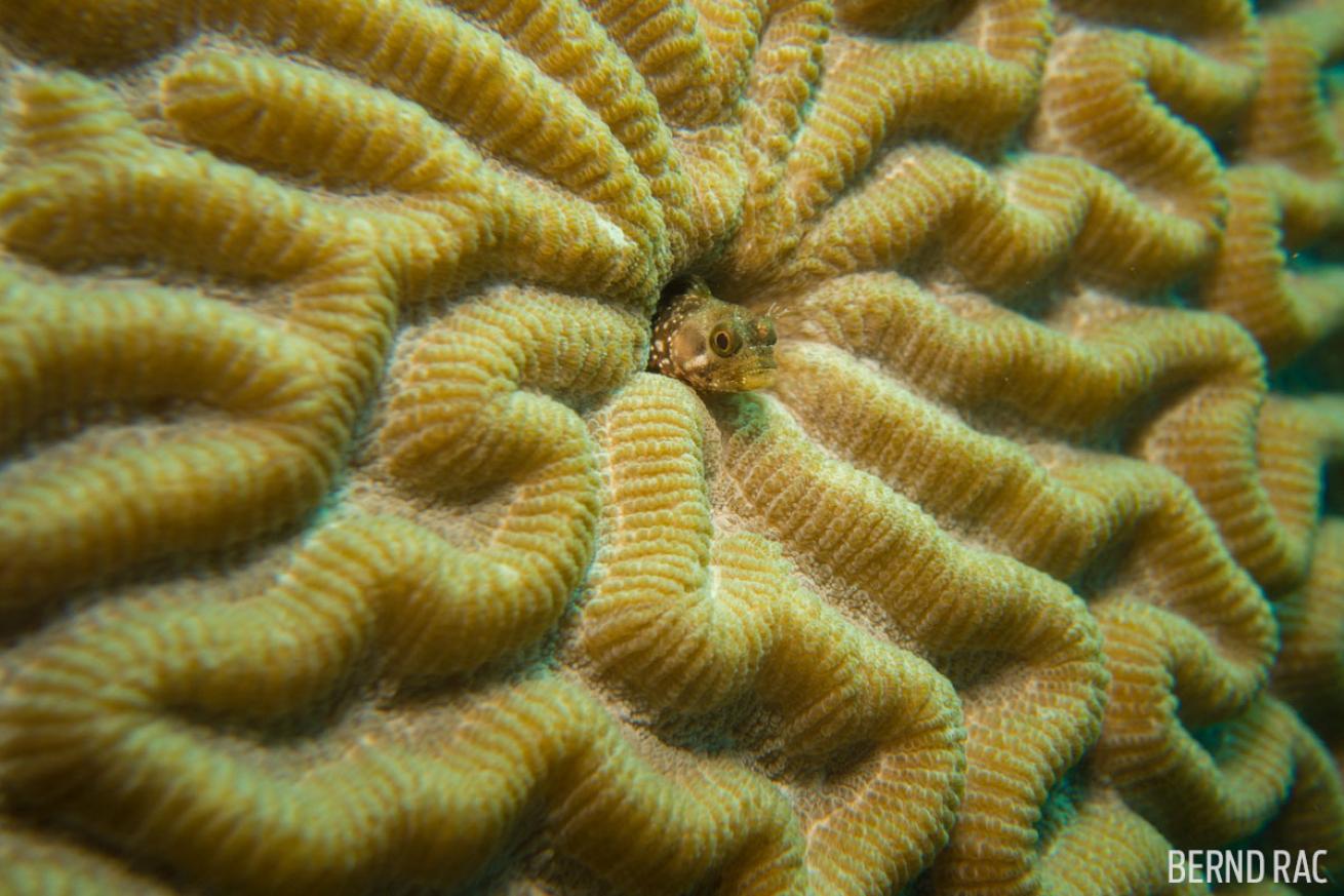 blenny underwater St. Lucia