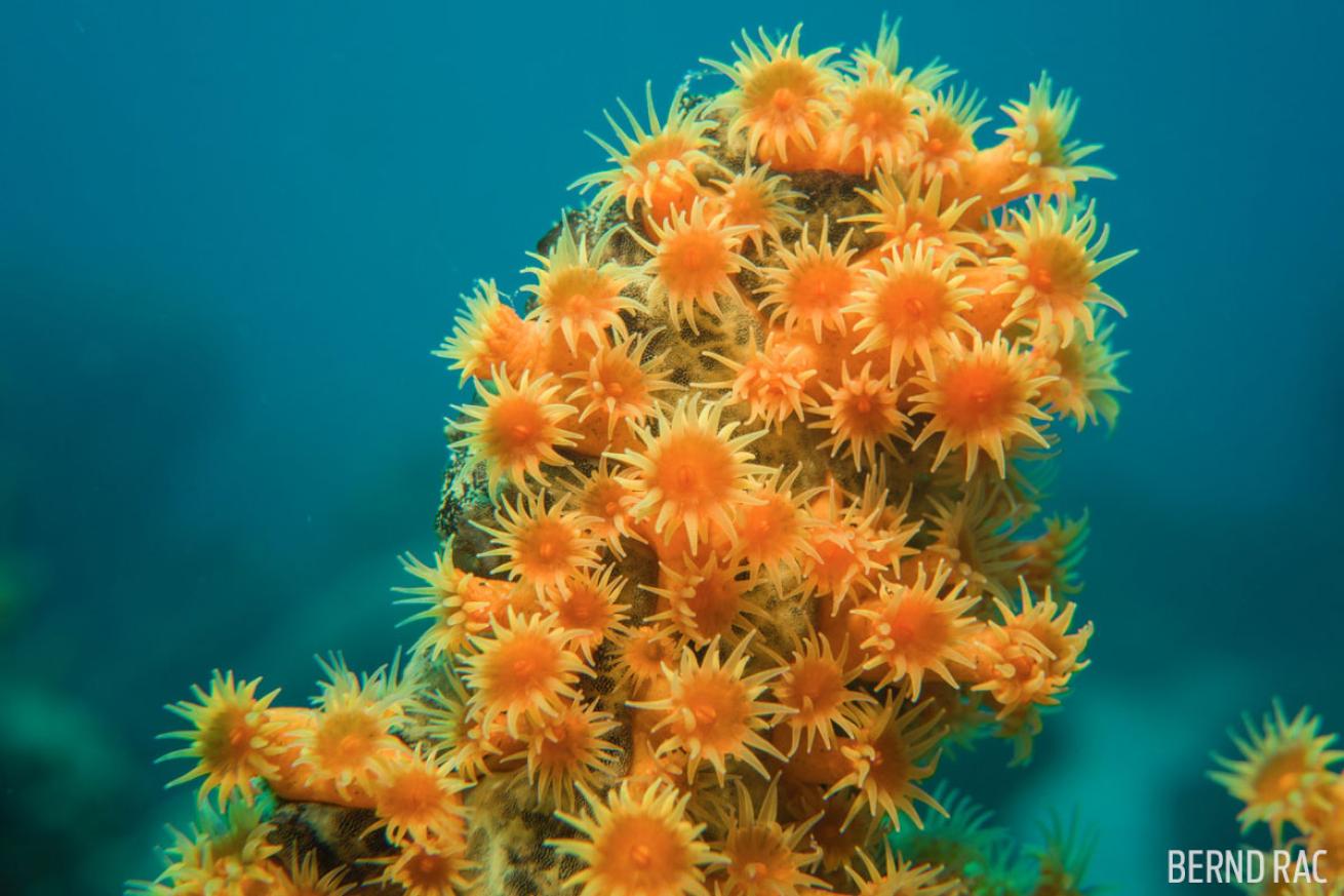 coral polyps st. lucia