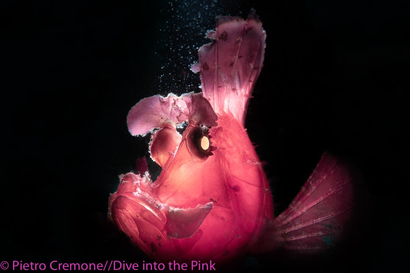 Think Pink 2019 Photo Contest