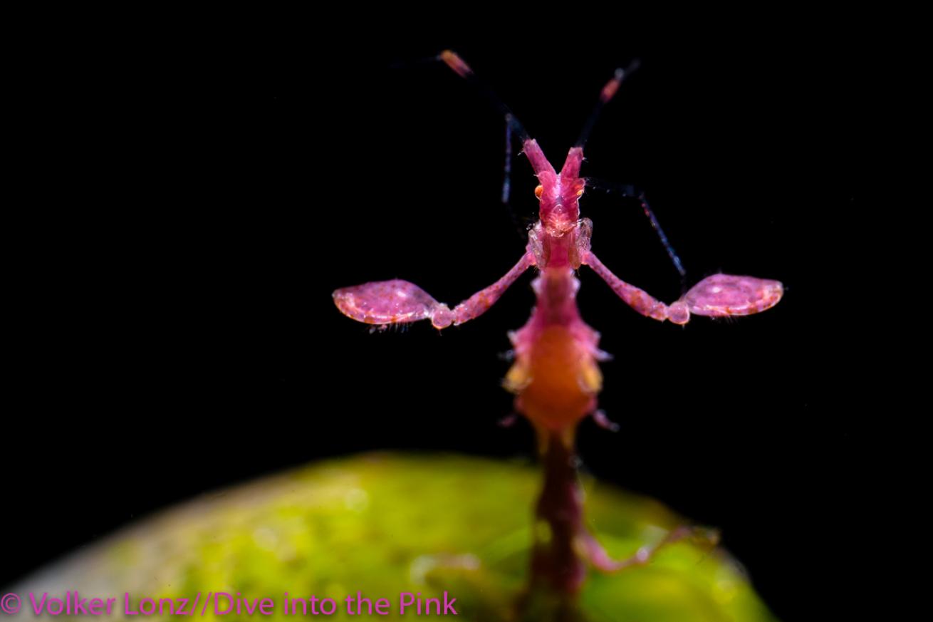 Think Pink 2019 Photo Contest