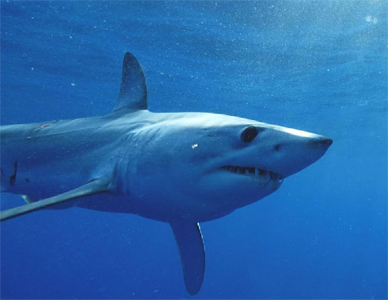 mako shark
