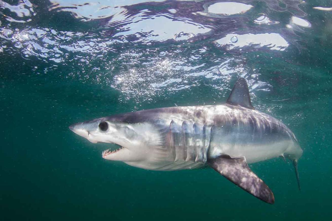 mako shark swimming speed