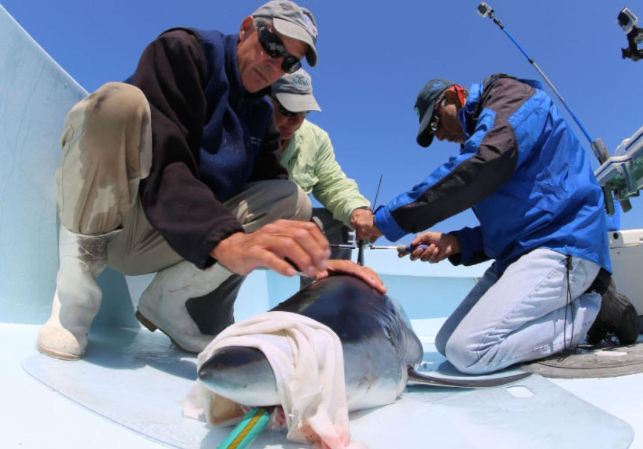 tagging a mako shark