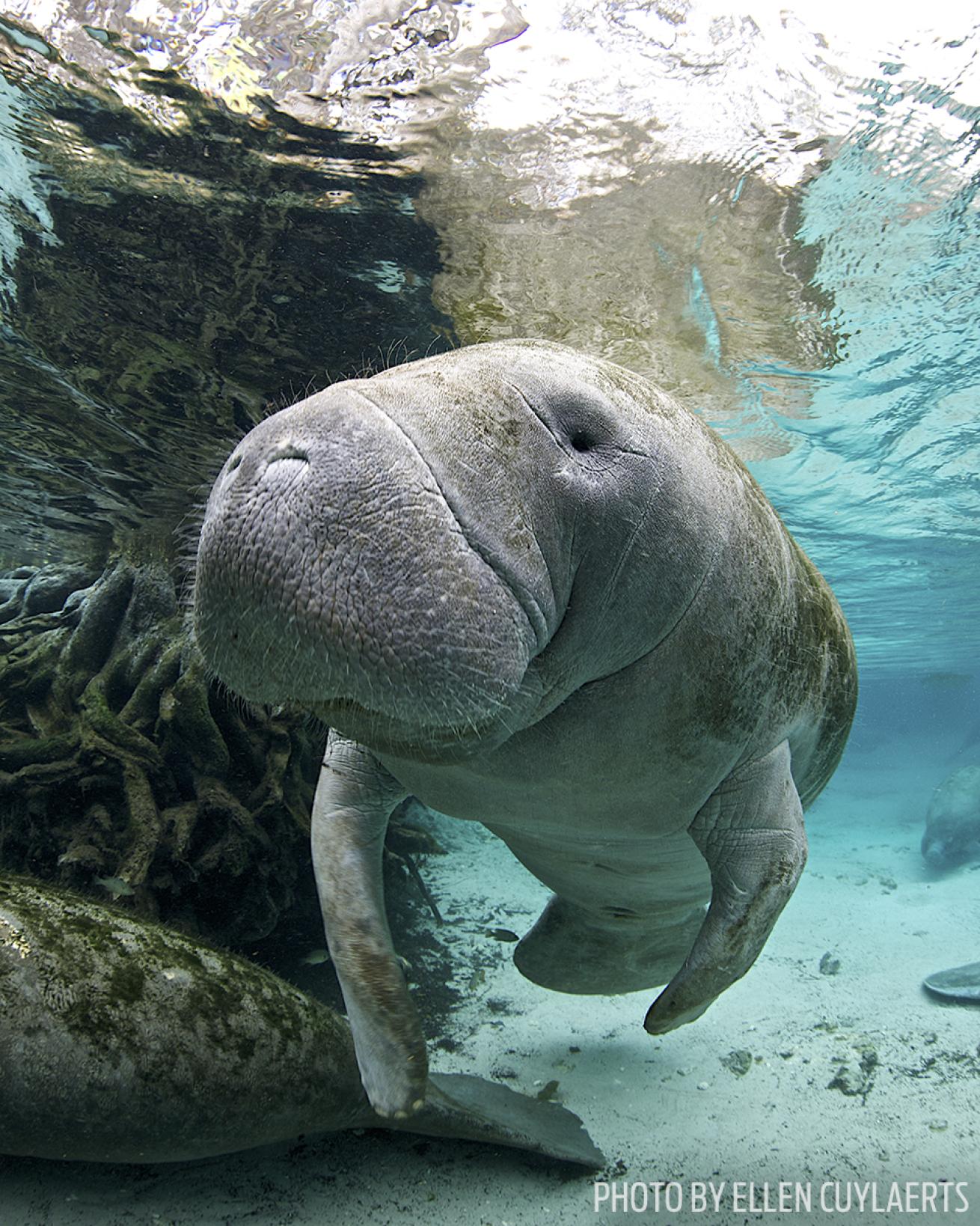 snorkeling with manatees crystal river florida