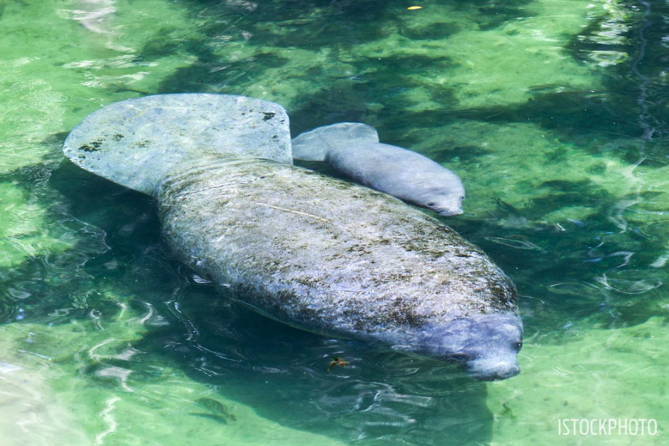 mother and calf manatee