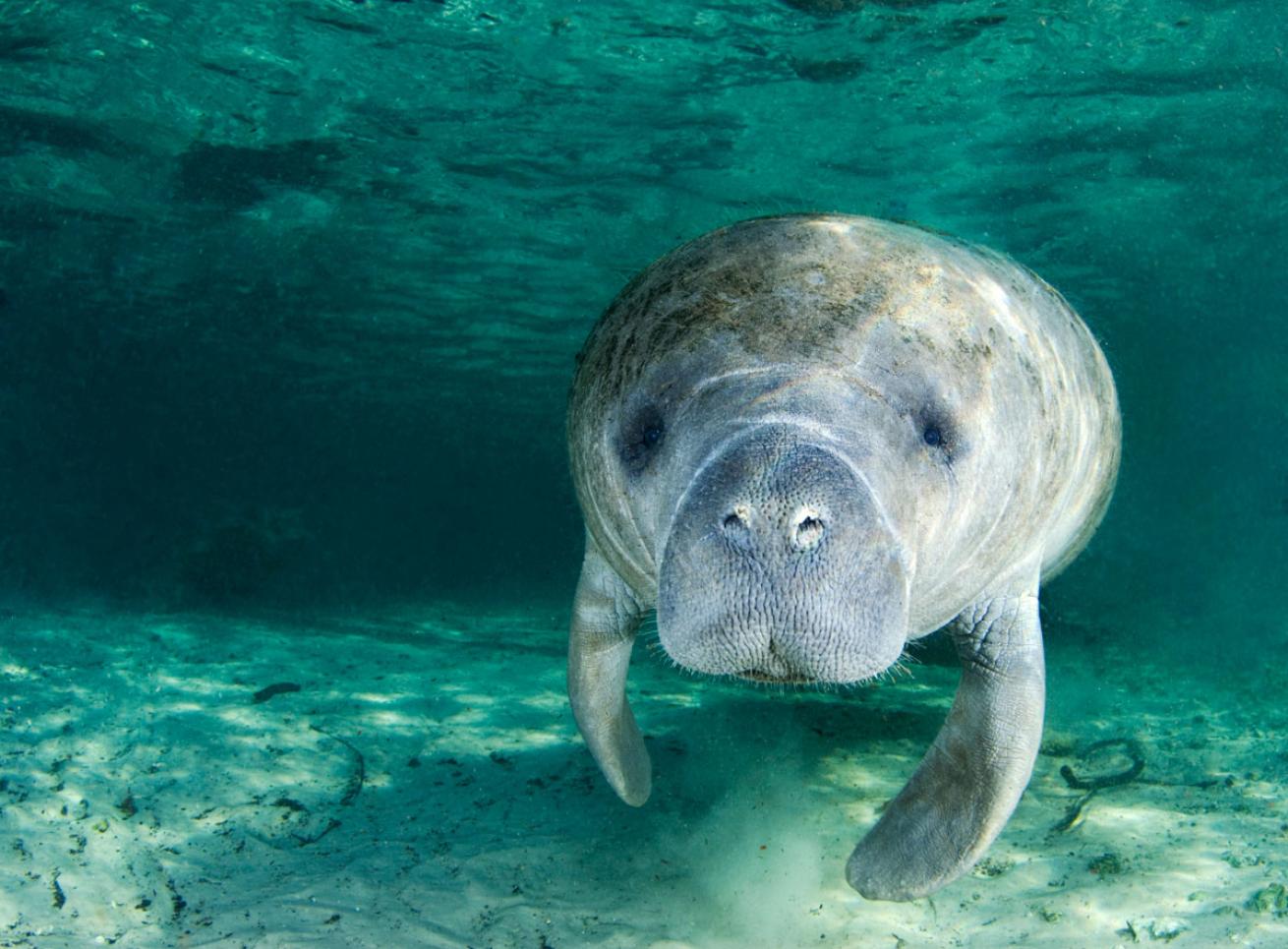 Close up of a manatee