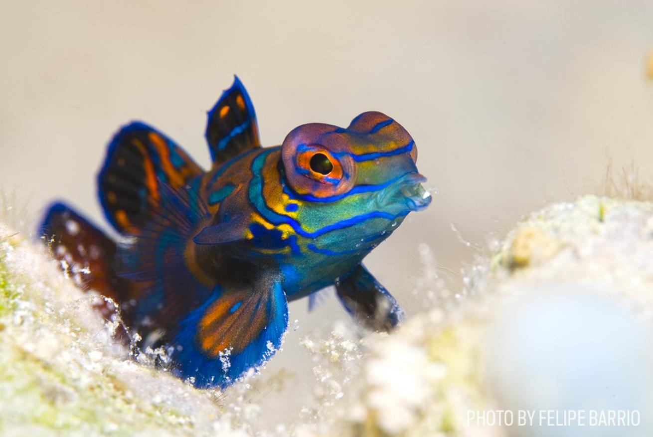 mandarinfish photo macro