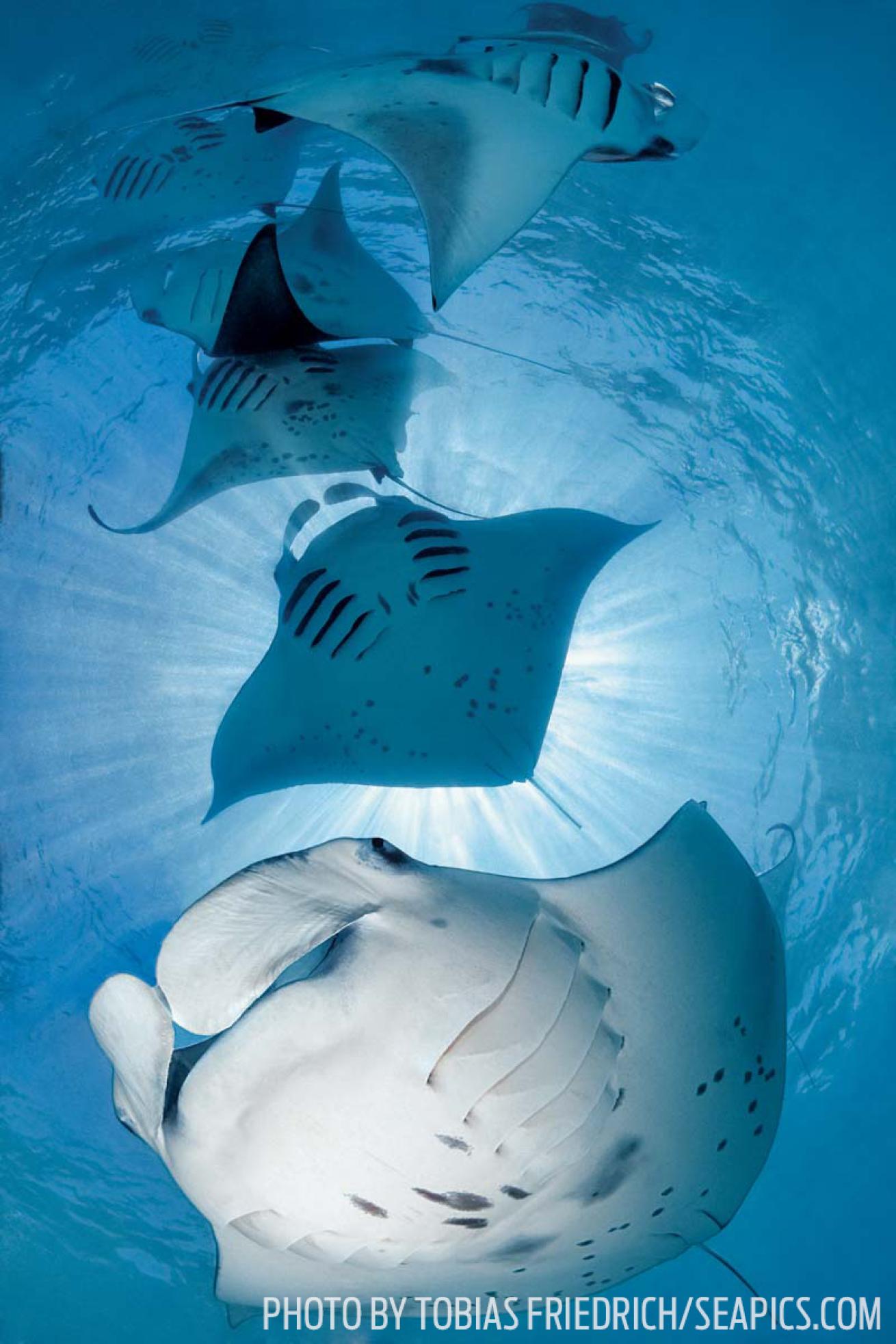 Manta rays maldives underwater