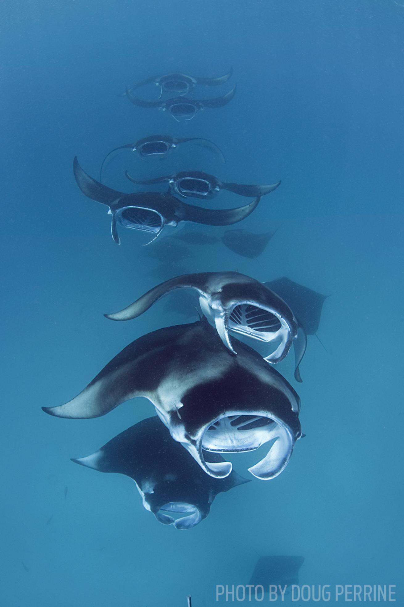 manta rays indonesia