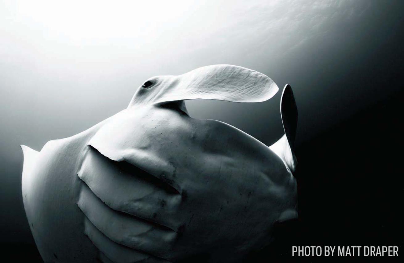 manta ray black white australia