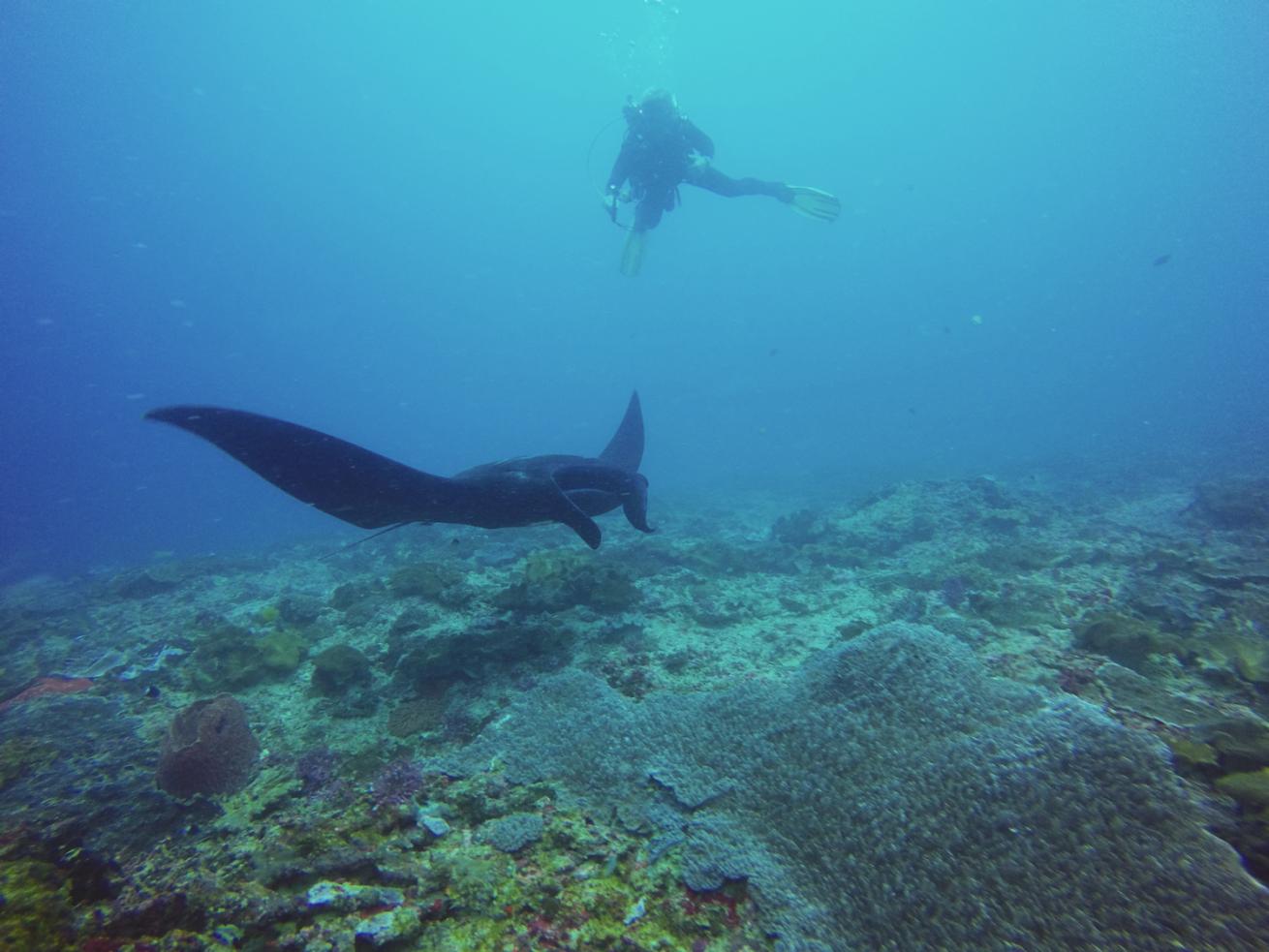 manta in Bali, Indonesia