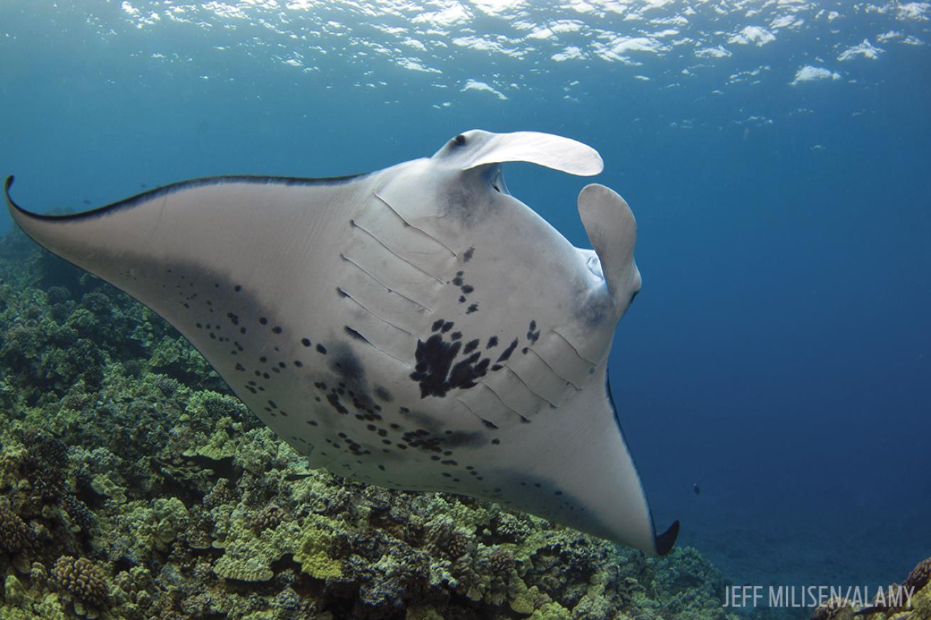 manta ray scuba diving