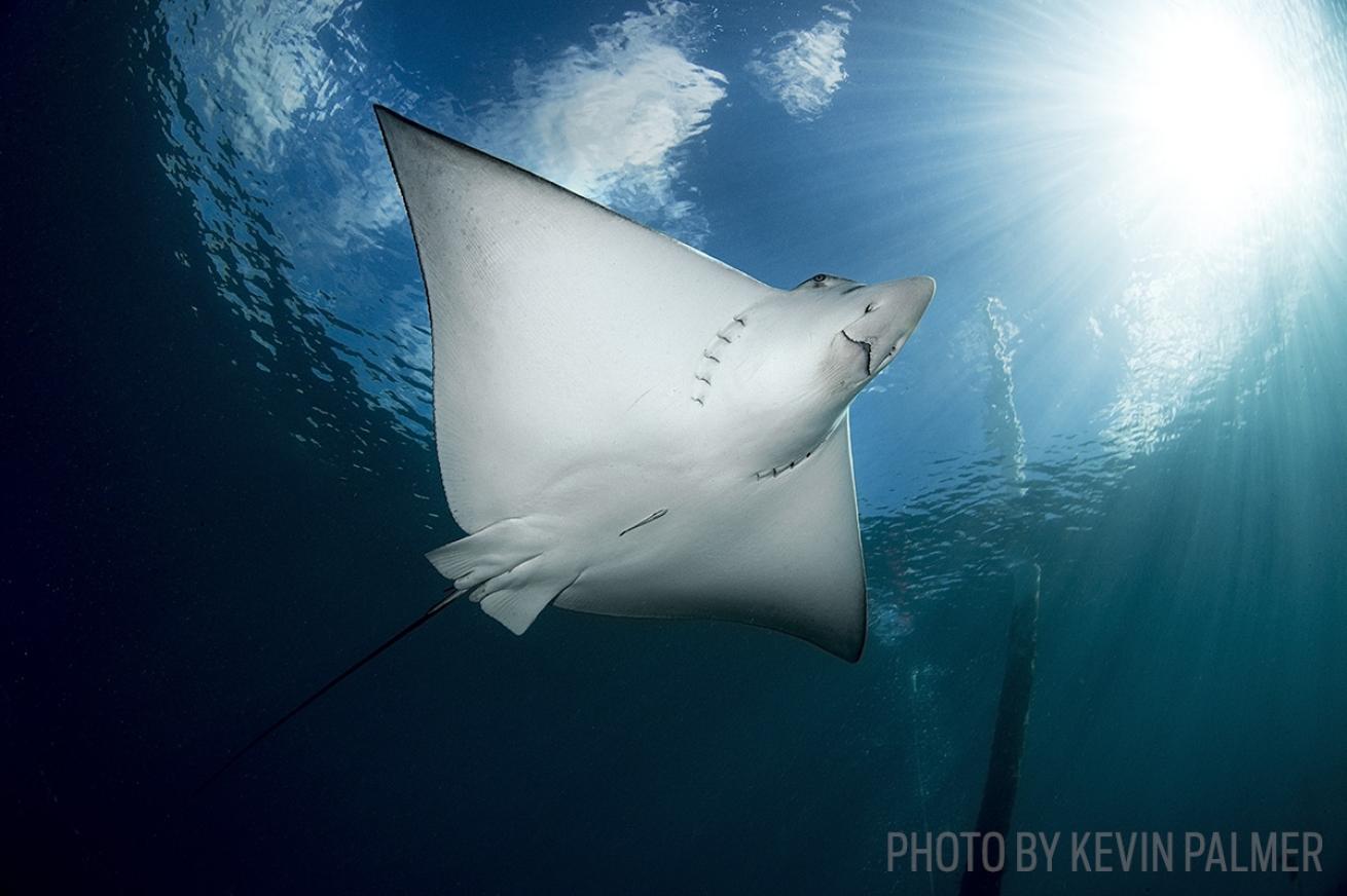 manta ray scuba diving florida