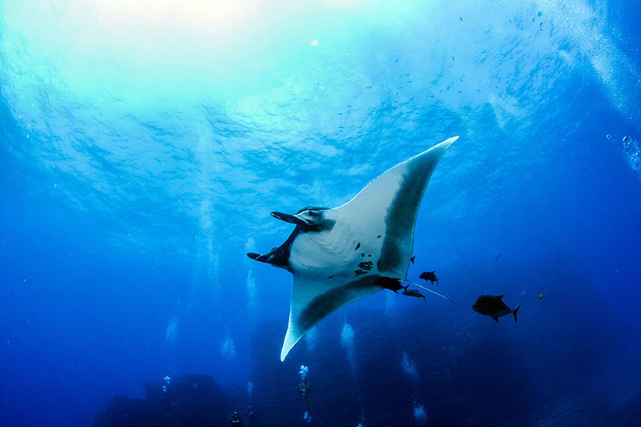 manta ray
