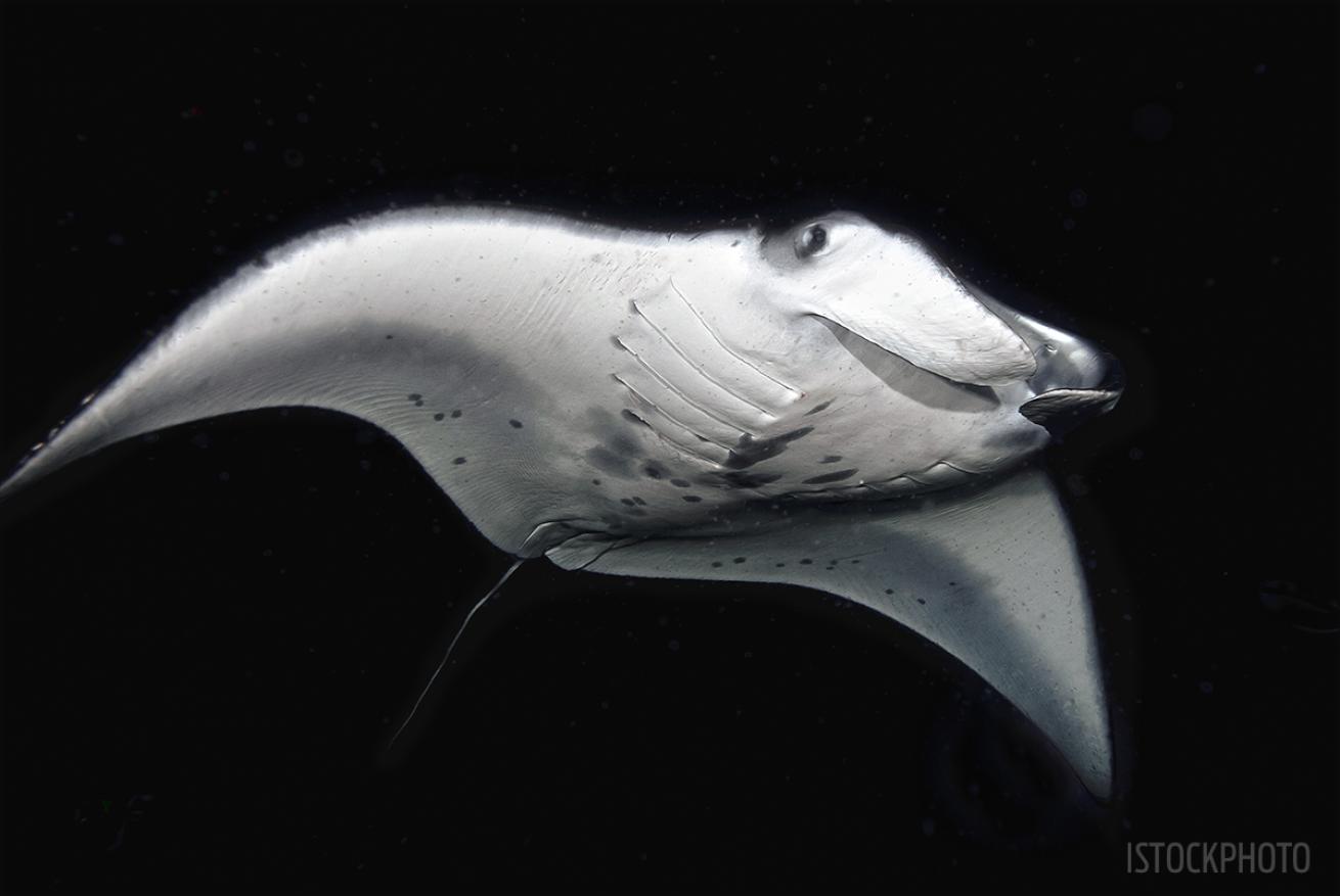 manta rays hawaii