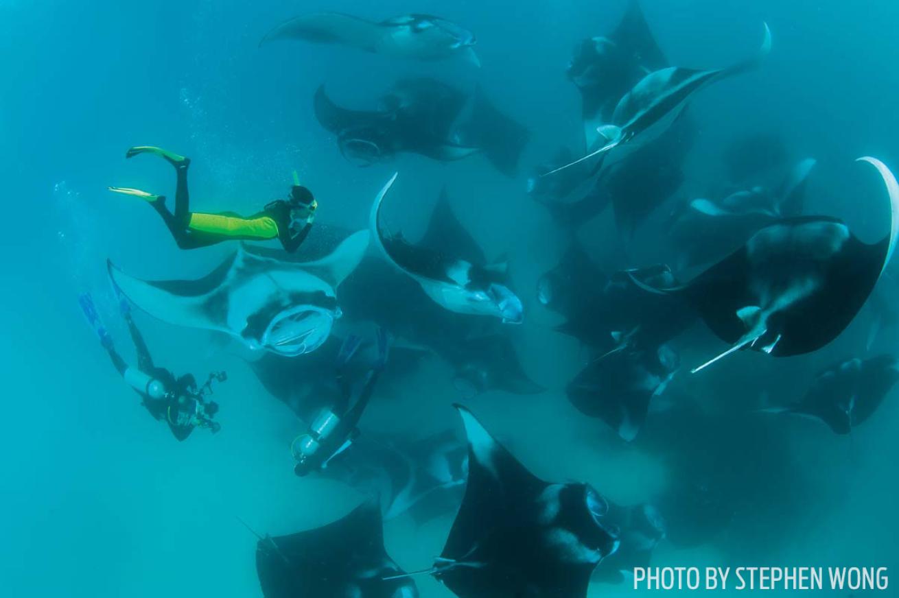 Manta rays maldives photo