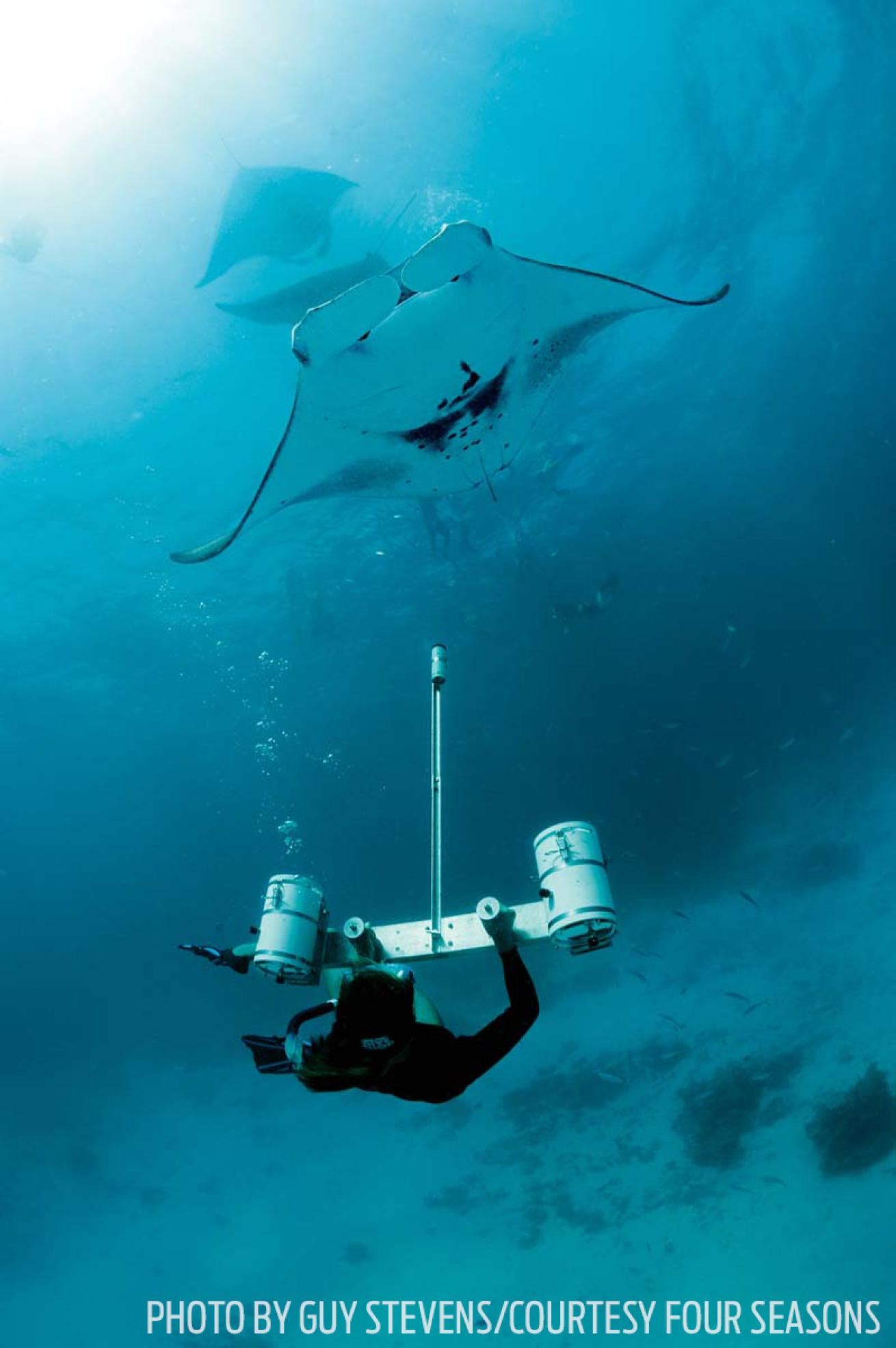 Maldives underwater photo manta ray diver